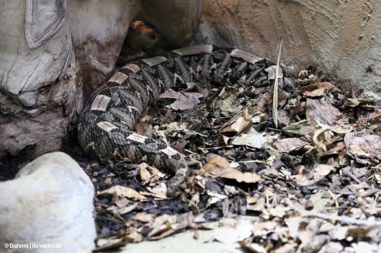 Bitis rhinoceros