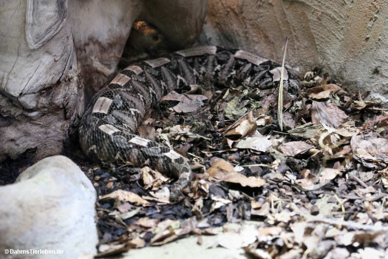 Bitis rhinoceros
