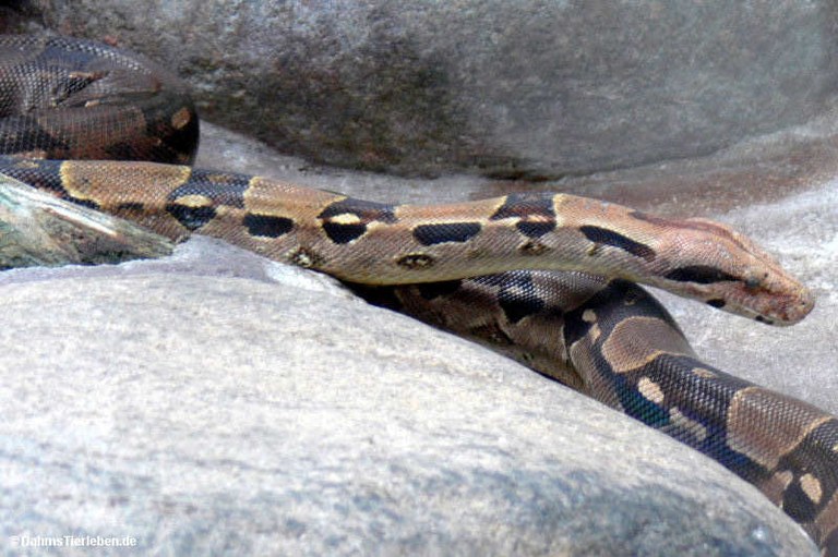 Boa constrictor