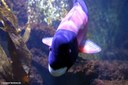Bodianus pulcher
