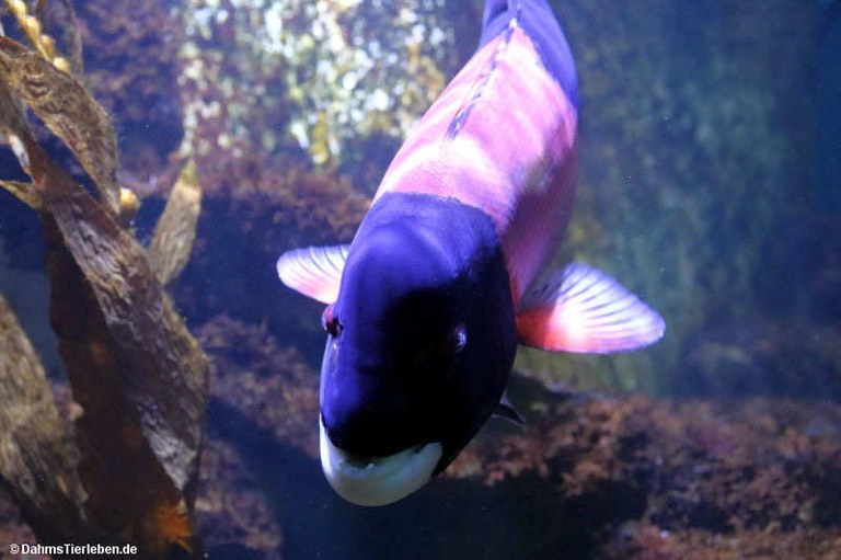 Bodianus pulcher