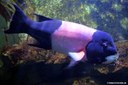 Bodianus pulcher