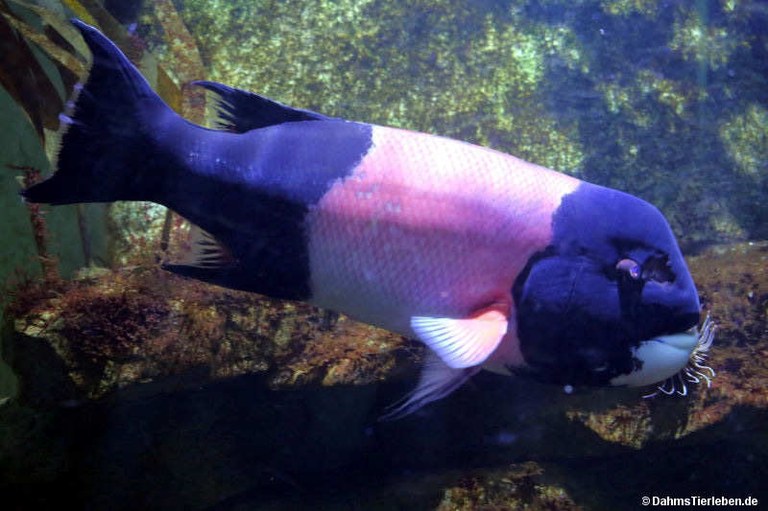Bodianus pulcher