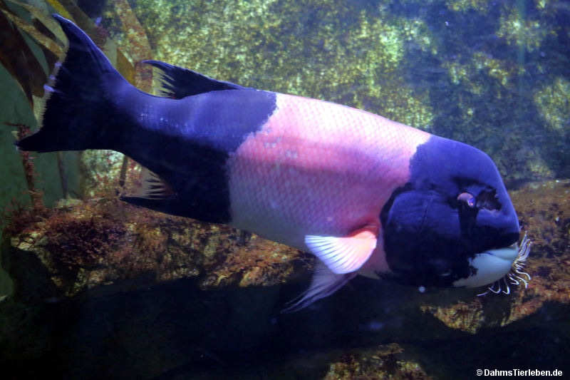 Kalifornischer Zahnlippfisch
(Bodianus pulcher) Bodianus pulcher