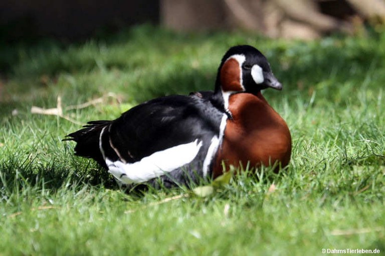 Branta ruficollis