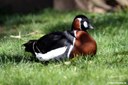 Branta ruficollis