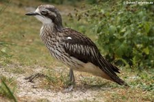 Langschwanztriel (Burhinus grallarius) in der Wilhelma Stuttgart