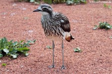 Langschwanztriel (Burhinus grallarius) in der Wilhelma Stuttgart