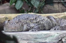 Breitschnauzenkaiman (Caiman latirostris) in der Wilhelma Stuttgart