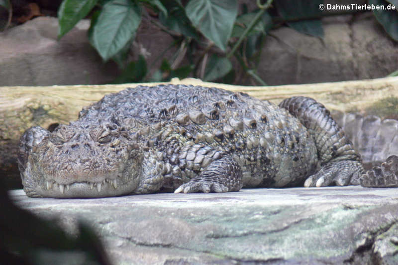 Caiman latirostris