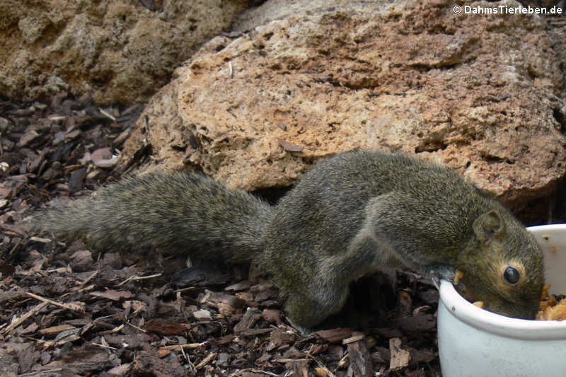 Bananenschönhörnchen
(Callosciurus notatus) Callosciurus notatus