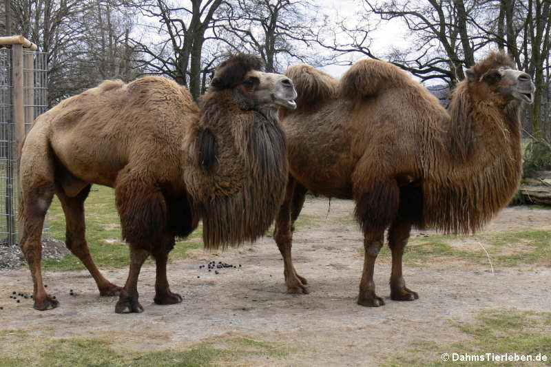Trampeltiere (Camelus bactrianus)