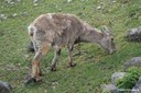 Capra ibex
