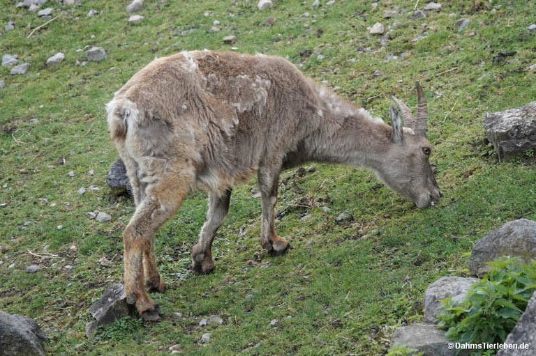 Capra ibex