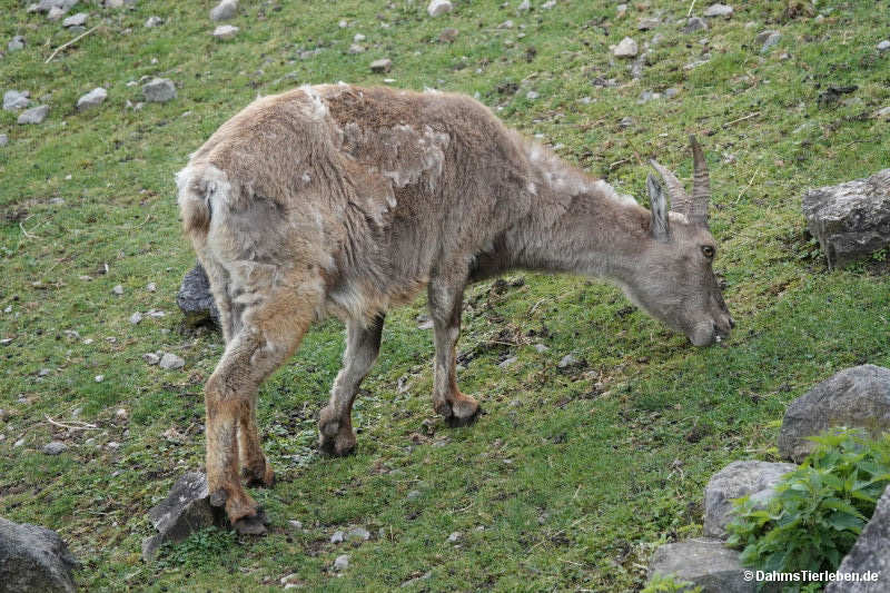 Capra ibex