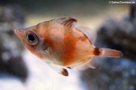 Eberfisch Capros aper