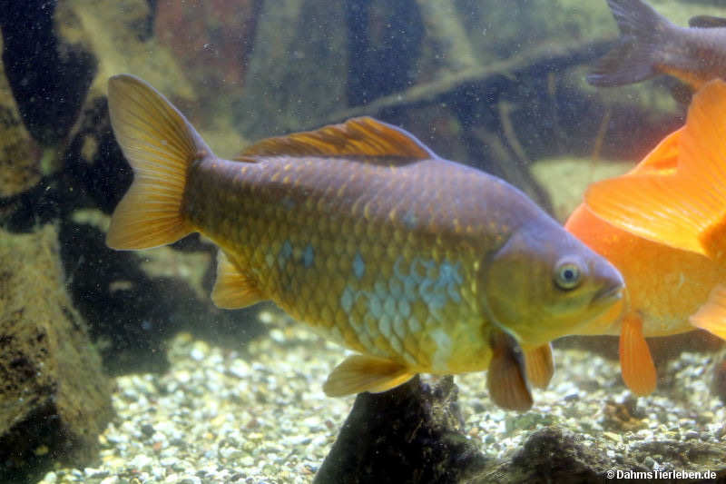 Carassius gibelio