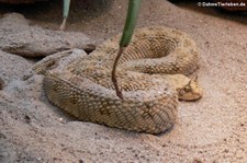 Wüsten-Hornviper (Cerastes cerastes) in der Wilhelma Stuttgart