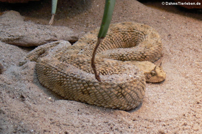 Wüsten-Hornviper (Cerastes cerastes)