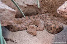 Wüsten-Hornviper (Cerastes cerastes) in der Wilhelma Stuttgart