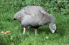 Hühnergans (Cereopsis novaehollandiae) in der Wilhelma Stuttgart