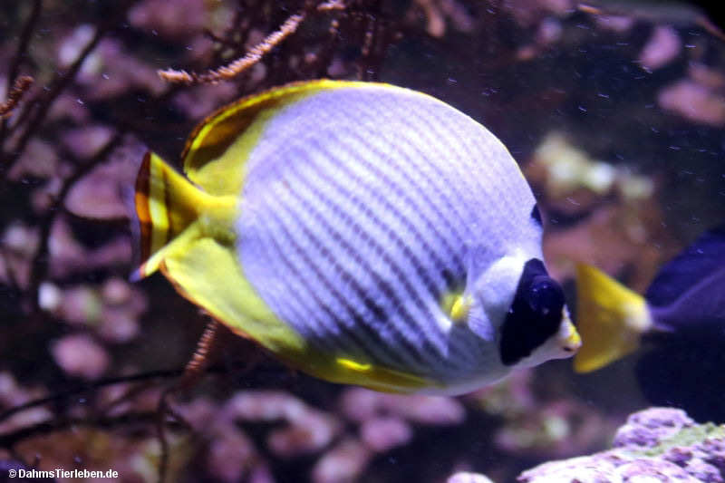 Panda-Falterfisch
(Chaetodon adiergastos) Chaetodon adiergastos