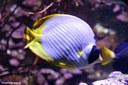 Chaetodon adiergastos
