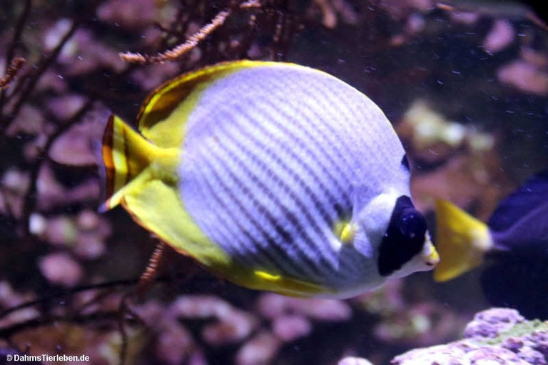 Chaetodon adiergastos