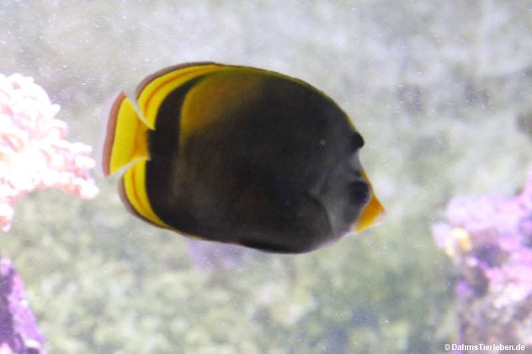 Chaetodon flavirostris
