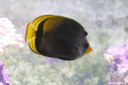 Chaetodon flavirostris