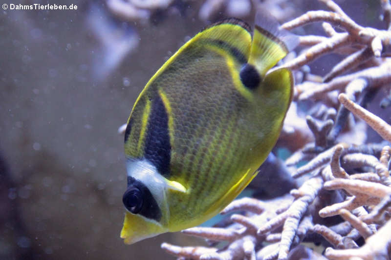 Mondsichel-Falterfisch (Chaetodon lunula)