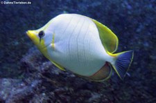 Gelbkopf-Falterfisch (Chaetodon xanthocephalus) in der Wilhelma Stuttgart