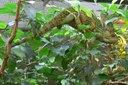 Chamaeleo calyptratus