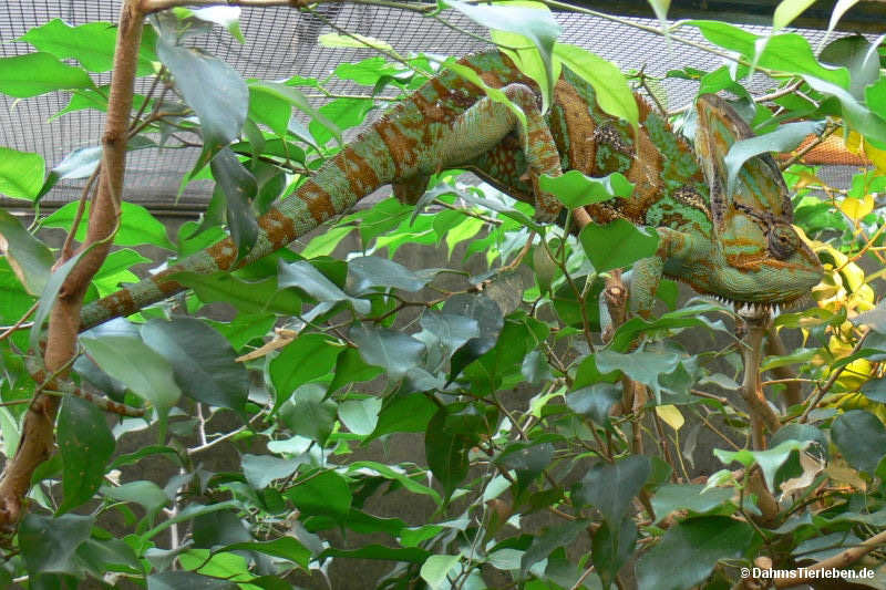 Jemenchamäleon
(Chamaeleo calyptratus) Chamaeleo calyptratus