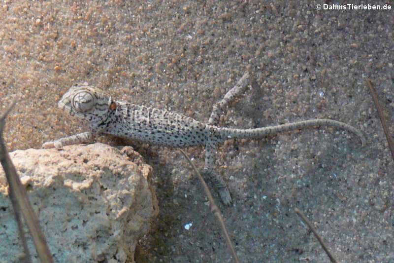 Chamaeleo chamaeleon-1