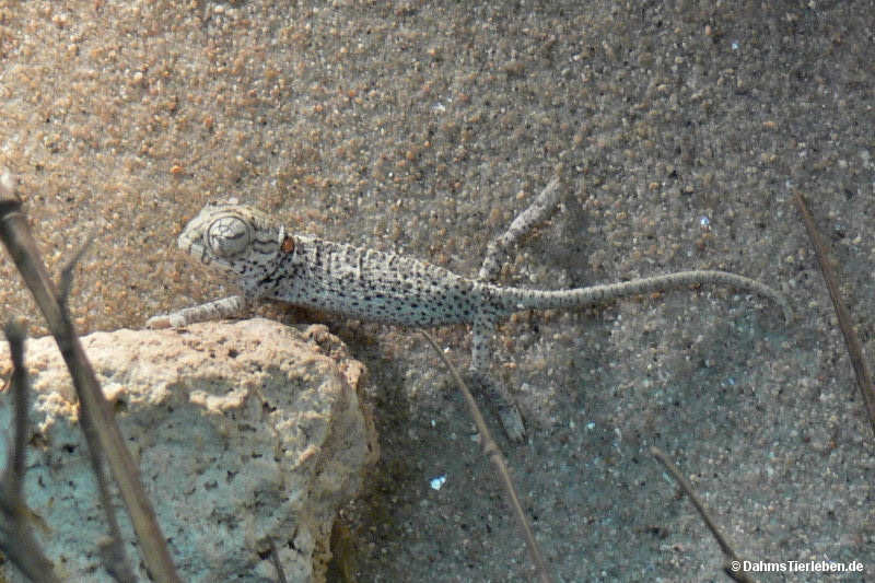 Chamaeleo chamaeleon