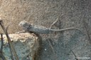 Chamaeleo chamaeleon