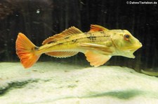 Roter Knurrhahn (Chelidonichthys lucernus) in der Wilhelma Stuttgart