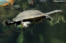 McCords Schlangenhalsschildkröte (Chelodina mccordi) in der Wilhelma Stuttgart