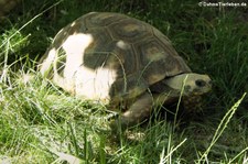 Waldschildkröte (Chelonoidis denticulatus) in der Wilhelma Stuttgart