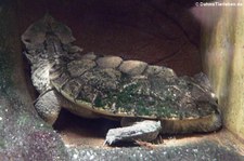 Fransenschildkröte (Chelus fimbriatus) in der Wilhelma Stuttgart