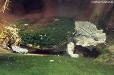 Fransenschildkröte (Chelus fimbriatus) in der Wilhelma Stuttgart