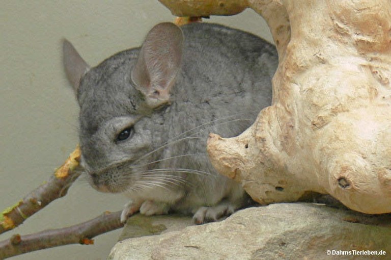 Chincilla lanigera