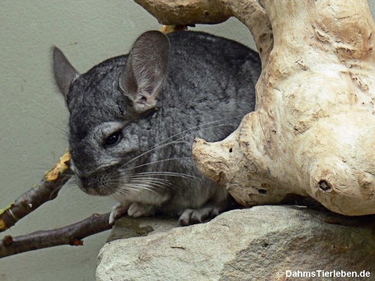 Chincilla lanigera