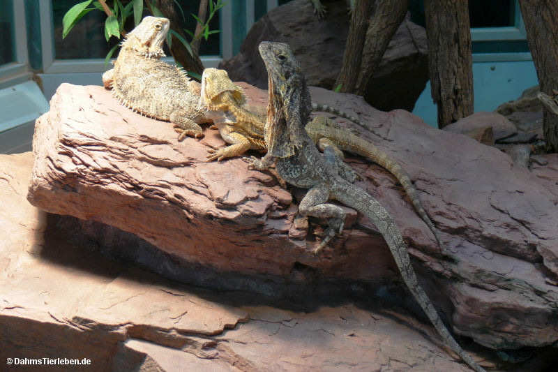 Kragenechse
(Chlamydosaurus kingii) Chlamydosaurus kingii