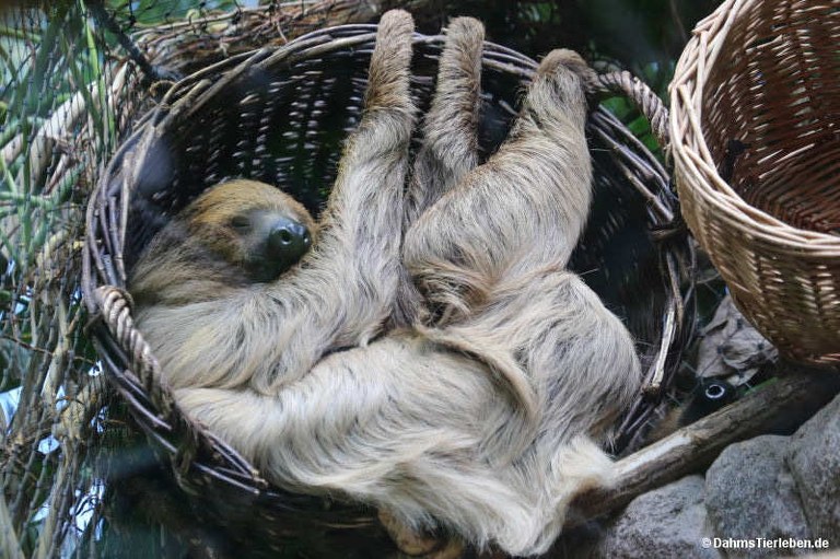 Choloepus didactylus