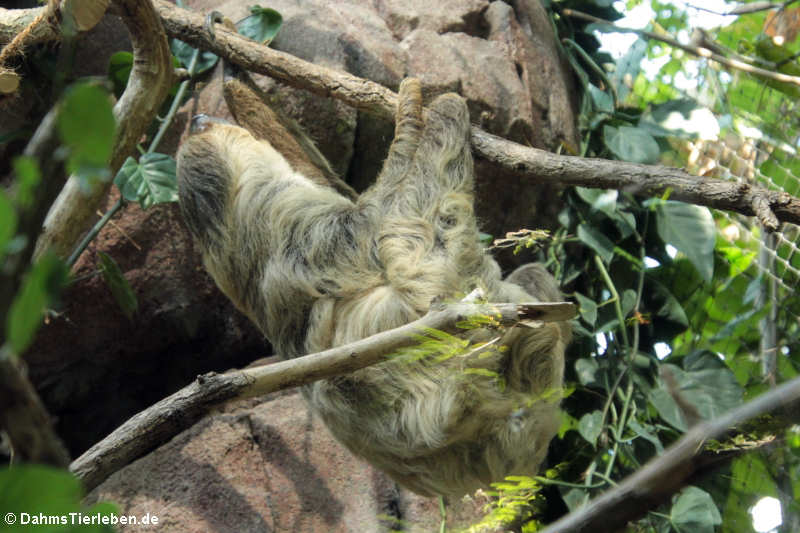 Zweifingerfaultier oder Unau (Choloepus didactylus)