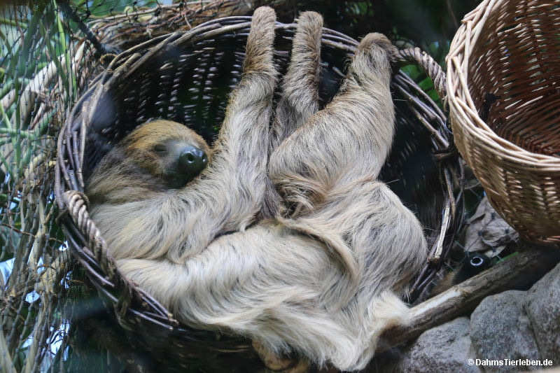 Zweifingerfaultier
(Choloepus didactylus) Choloepus didactylus