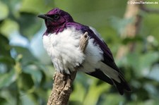 männlicher Amethystglanzstar (Cinnyricinclus leucogaster) in der Wilhelma Stuttgart