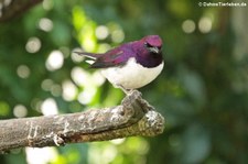 männlicher Amethystglanzstar (Cinnyricinclus leucogaster) in der Wilhelma Stuttgart